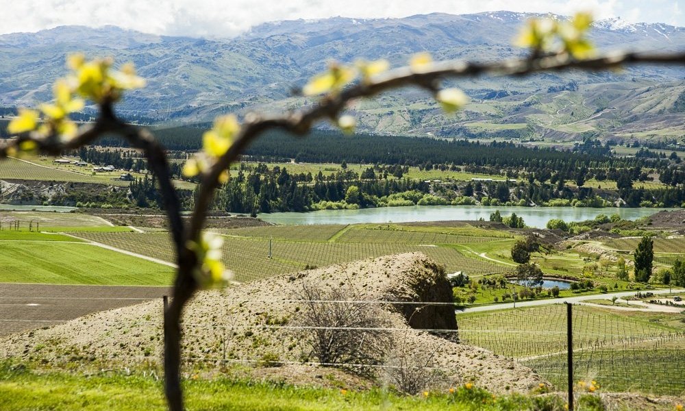best wineries in new zealand - Wine Paths